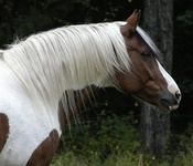 Paint horse ♞ Savannah Emotion Lockkk13