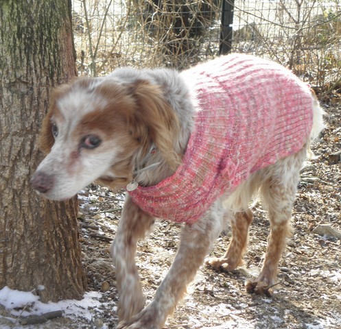 FLACKY - x epagneul 12 ans - Sos Animaux à Moineville (54) Flacky13