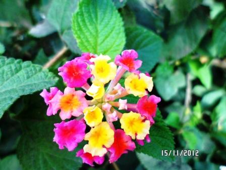 Lantana 0910