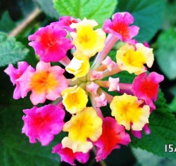 Lantana 1017