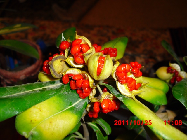 Pittosporum- un vert tendre et une belle floraison 10_10