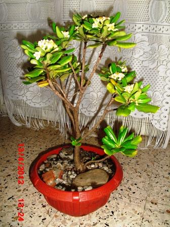 le chrysanthème comme bonsai / bonsai's of chrysanthemum 121