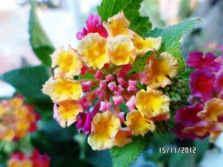 Lantana 1218