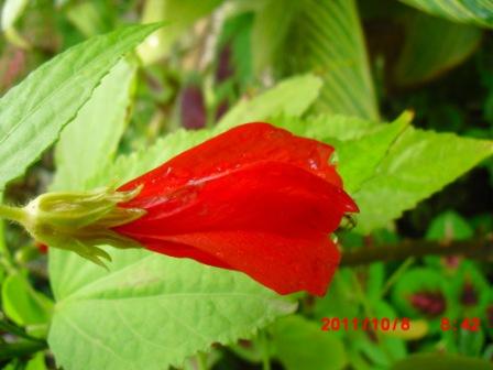Hibiscus Arboréus 215