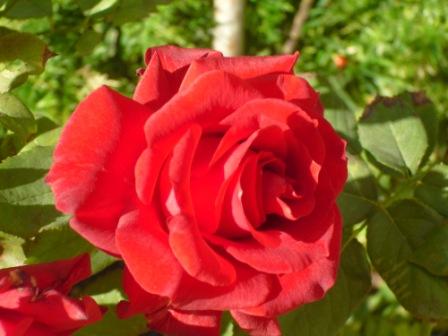 Les roses de nos jardins! 414