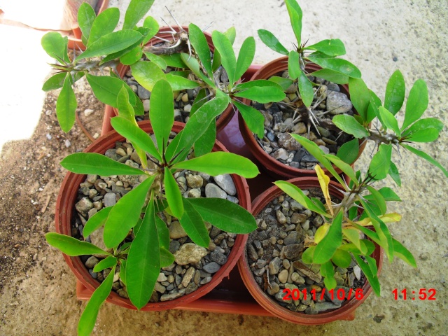 Euphorbia milli-culture, entretien, multiplication, floraison Bout_110