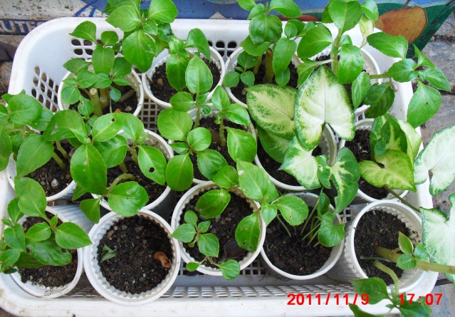 Mes boutures ....réussies Boutur14