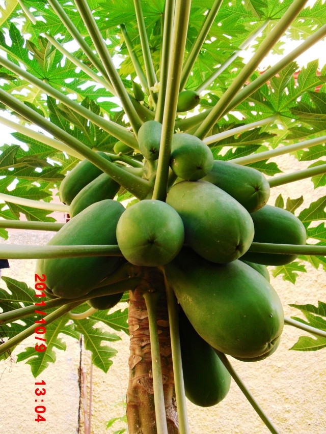 Carica papaya-la culture du papayer Carica11