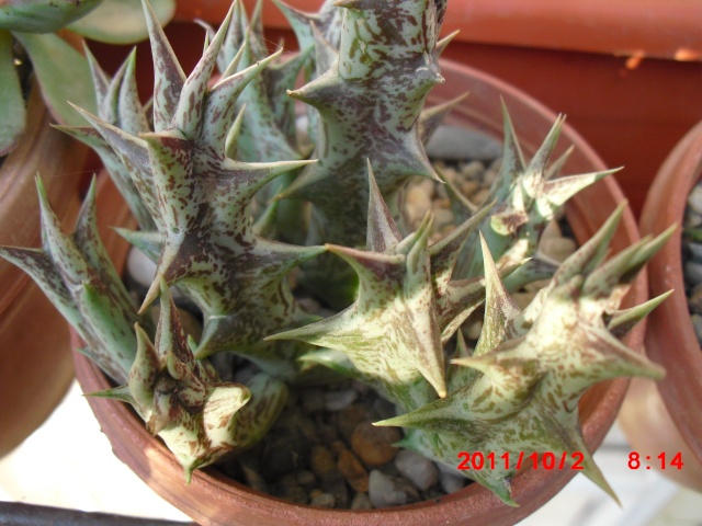 Cactus ou plante grasse? Cimg1114
