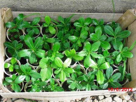 Pittosporum- un vert tendre et une belle floraison Copie214