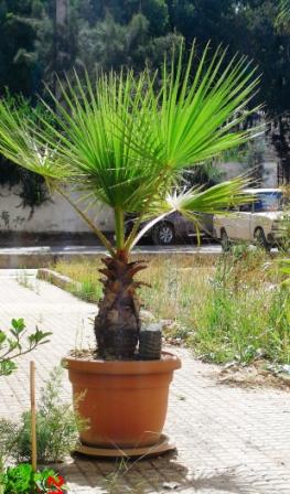 le palmier Licuala  Copie216
