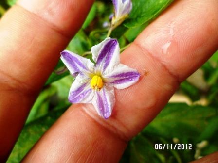 le pepino-"Solanum muricatum" (famille des Solanaceae) Copie298