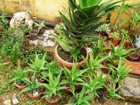marcottage - Marcottage sur mon vieil ...Aloes Copie_54
