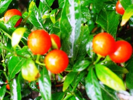 Solanum...ou pommier d'amour Copie_62