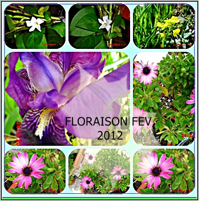 Floraisons de février - Page 8 Florai10