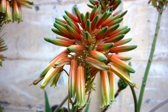 Marcottage sur mon vieil ...Aloes P1020112