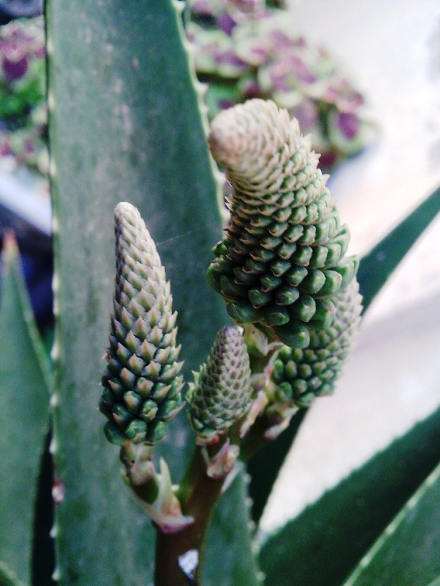 Marcottage sur mon vieil ...Aloes Photo113