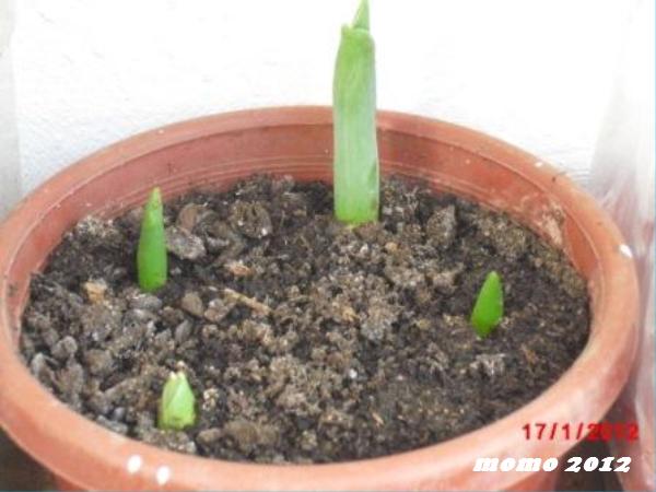 les tulipes Rcopie14