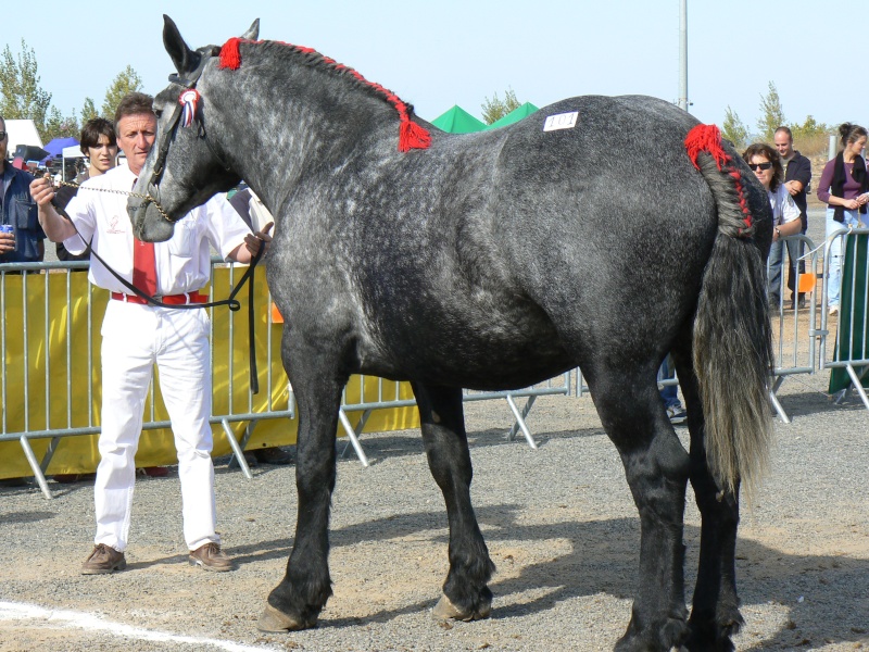 Concours régional de chevaux de trait Midi Pyrénées 15 et 16 octobre 2011 Blaye-les-Mines P1130510