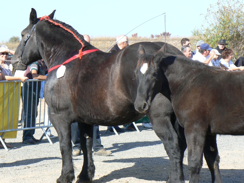 Concours régional de chevaux de trait Midi Pyrénées 15 et 16 octobre 2011 Blaye-les-Mines P1130511