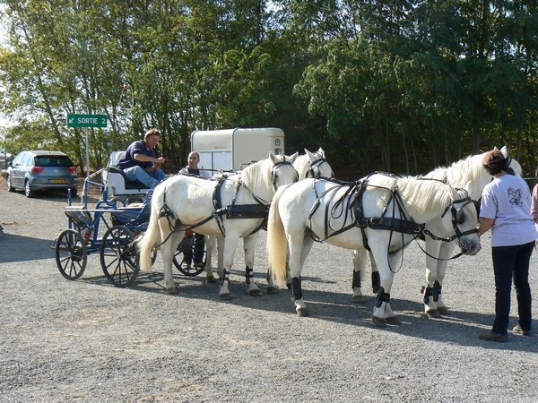 Concours régional de chevaux de trait Midi Pyrénées 15 et 16 octobre 2011 Blaye-les-Mines P1130518