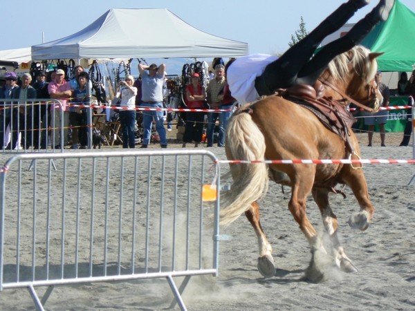 Concours régional de chevaux de trait Midi Pyrénées 15 et 16 octobre 2011 Blaye-les-Mines P1130519