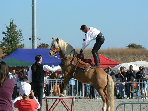 Concours régional de chevaux de trait Midi Pyrénées 15 et 16 octobre 2011 Blaye-les-Mines P1130610