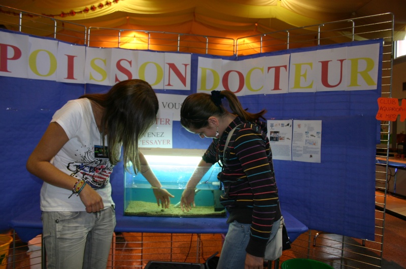 Bourse aux poissons à Metz Plantières le 18 septembre11 - Page 2 Img_4811