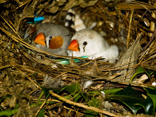 mandarin - diamante mandarin  cria trucos y consejos Breedi10