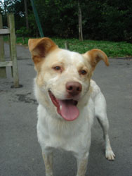 PUNCHY Epagneul x Husky 2007 REFU35 Punchy10