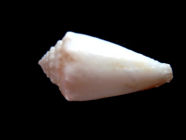 Conus (Phasmoconus) exiguus   Lamarck, 1810  00110