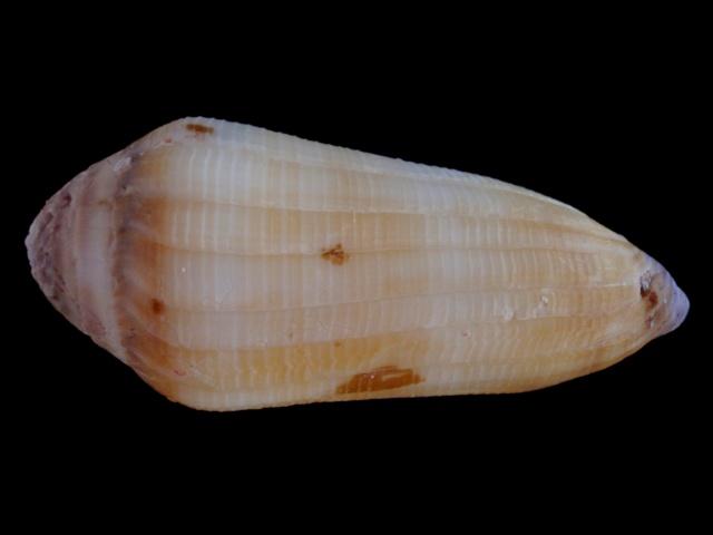 Virgiconus terebra (Born, 1778)  00410