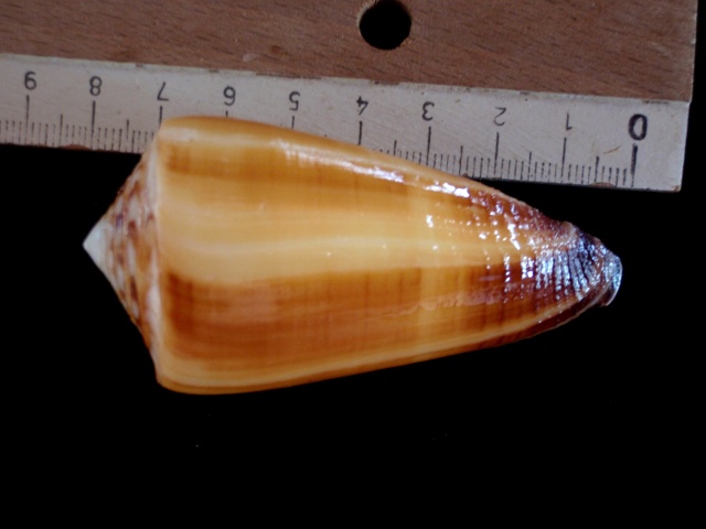 Conus (Strategoconus) ferrugineus  Hwass in Bruguière, 1792 00610