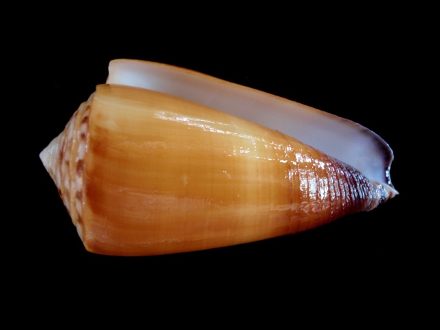 Conus (Strategoconus) ferrugineus  Hwass in Bruguière, 1792 00710