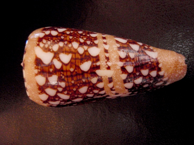 Conus (Cylinder) ammiralis  Linnaeus, 1758 Ammira10