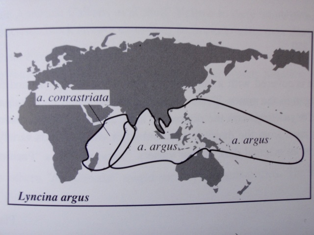 Arestorides argus - (Linnaeus, 1758)  Argus_10