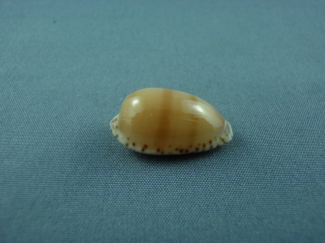 Notocypraea comptonii - (Gray, 1847) Austra13