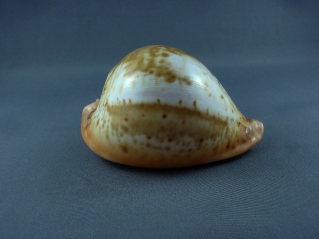 Umbilia armeniaca westralica Raybaudi., 1980 Austra24