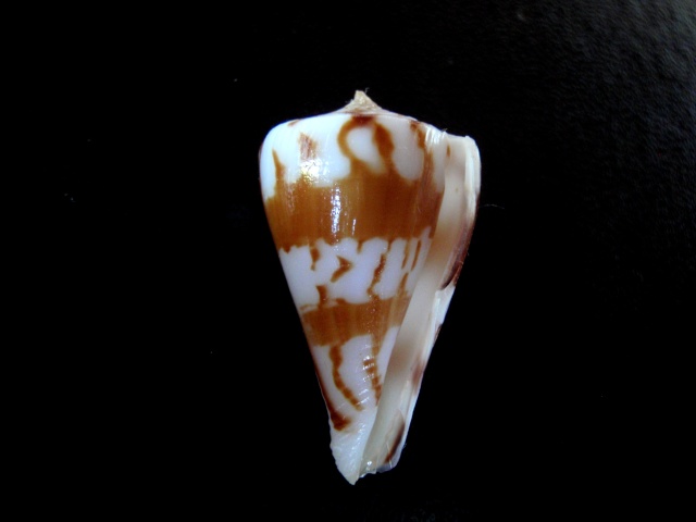 Conus (Splinoconus) capitanellus  Fulton, 1938 Cardio15