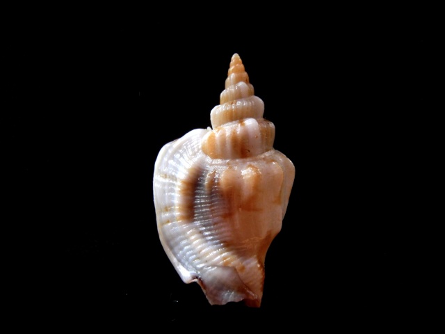 Dolomena pulchella (Reeve, 1851) Clavus12