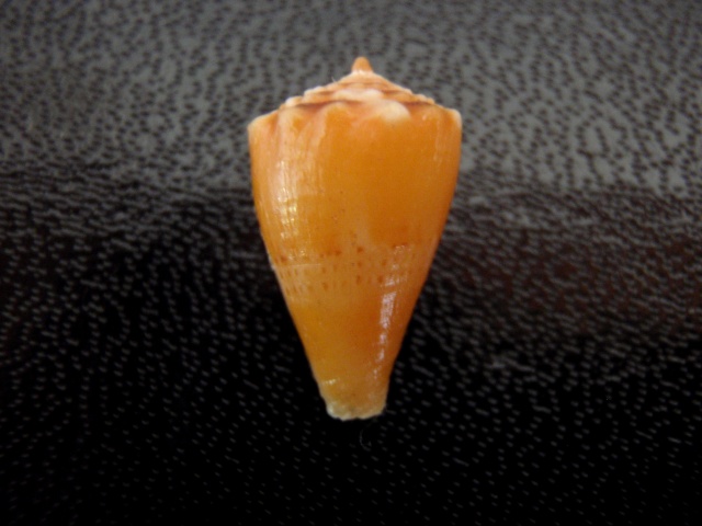 Conus (Splinoconus) hamamotoi  Yoshiba & Koyoma, 1984 Cone__10