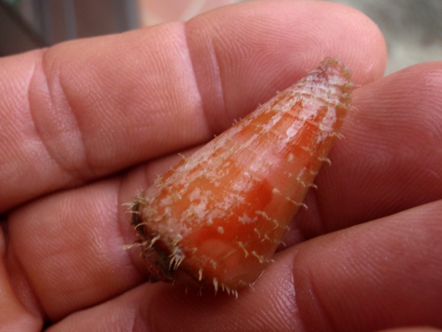 Rhizoconus pertusus (Hwass in Bruguière, 1792) - Live Cone__13