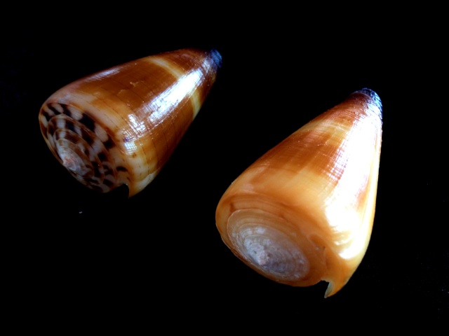Conus (Strategoconus) ferrugineus  Hwass in Bruguière, 1792 Cones_25