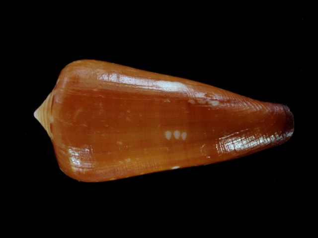 Conus (Darioconus) crocatus Lamarck, 1810 - Page 2 Cones_37