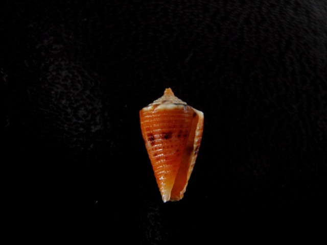 Conus (Splinoconus) hamamotoi  Yoshiba & Koyoma, 1984 Cones_40