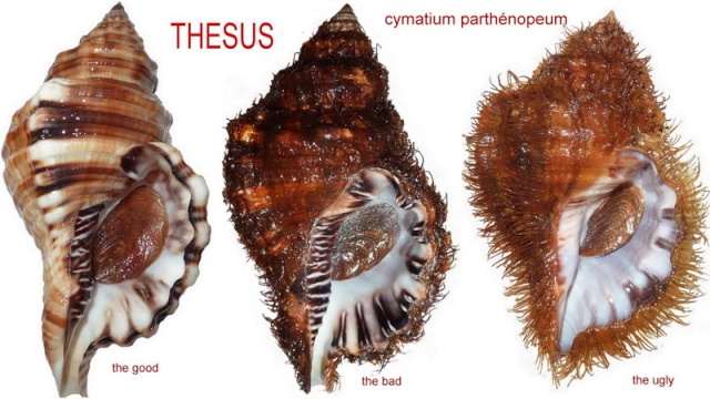 Monoplex parthenopeus (Salis Marschlins, 1793)   Copie_10