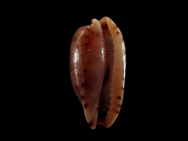 Erronea rabaulensis - Schilder, 1964 Cyprae28