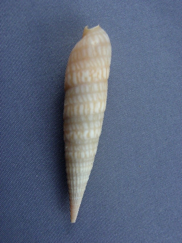 Perirhoe cerithina (Lamarck, 1822) acceptée comme Oxymeris cerithina (Lamarck, 1822) Drag_210