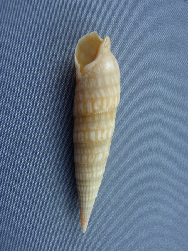 Perirhoe cerithina (Lamarck, 1822) acceptée comme Oxymeris cerithina (Lamarck, 1822) Drag_211
