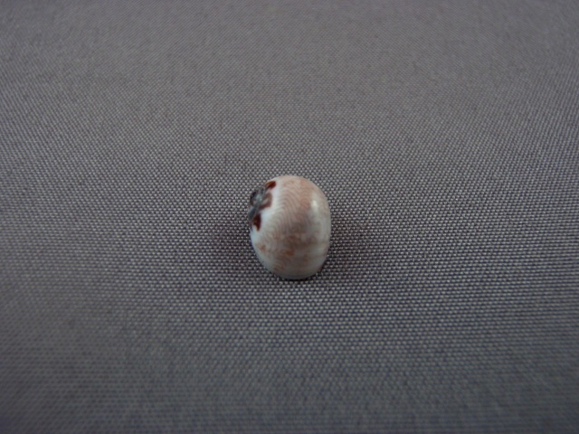 Natica pseustes - R. B. Watson, 1881 Drag_323